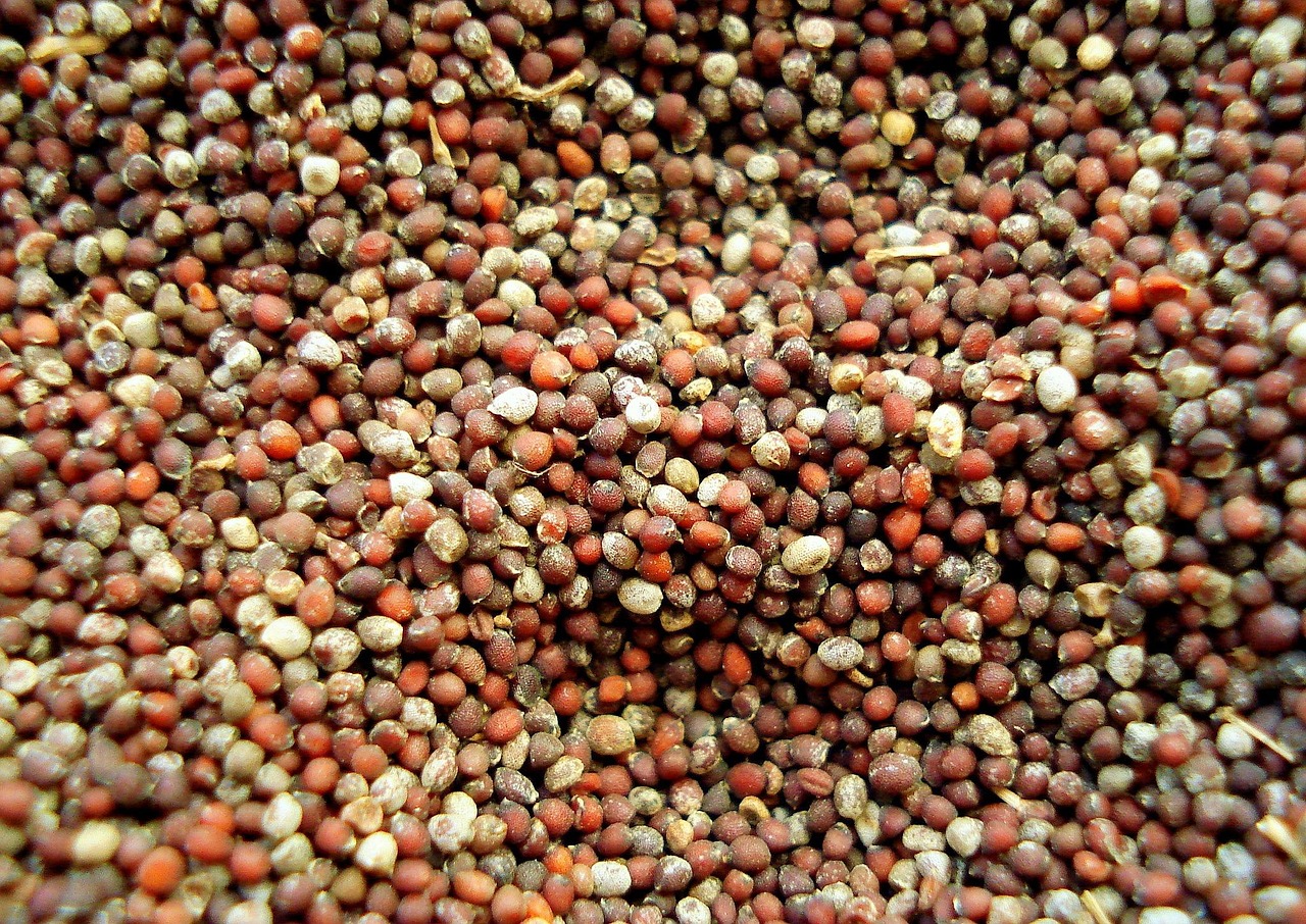 entdecken sie eine vielfalt an aromatischen gewürzen, die ihren gerichten geschmack und charakter verleihen. perfekt für jede küche und jeden geschmack.