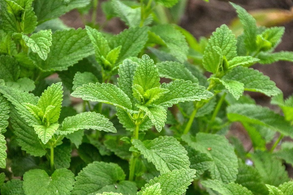 Welche Lebensmittel stärken unser Immunsystem am besten?